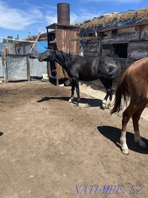 I will sell horses Karagandy - photo 2