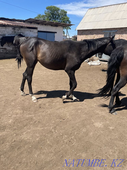 I will sell horses Karagandy - photo 3