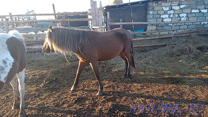 Bie baital horse horse tai meat em so? Kostanay - photo 2