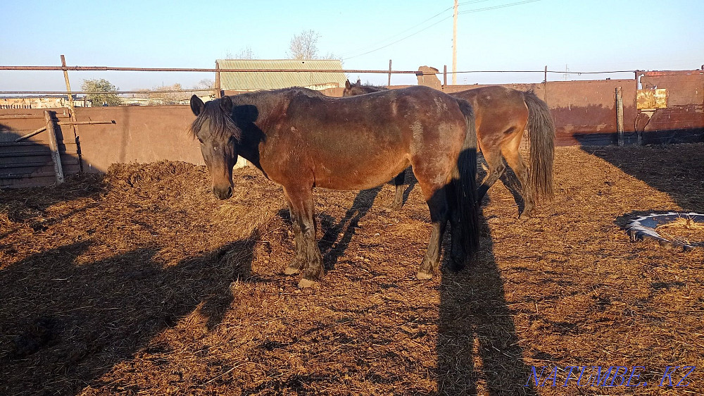 Бие байтал лошадь конь тай мясо ет со?ым Костанай - изображение 3