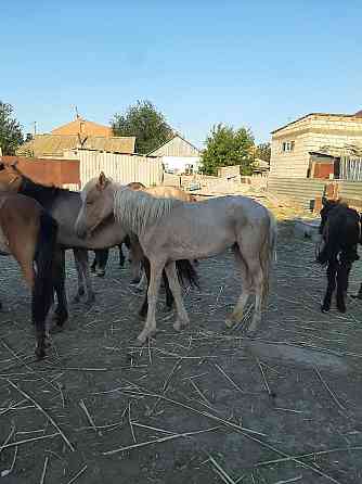 Продам годовалых лошадей  Атырау