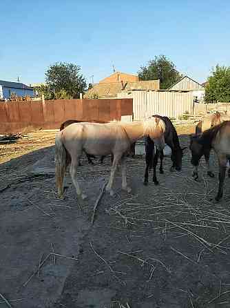 Продам годовалых лошадей Atyrau