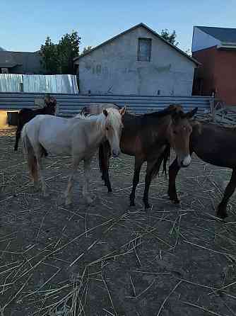 Продам годовалых лошадей Atyrau