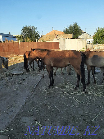Продам годовалых лошадей Атырау - изображение 2