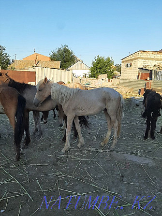 Продам годовалых лошадей Атырау - изображение 6