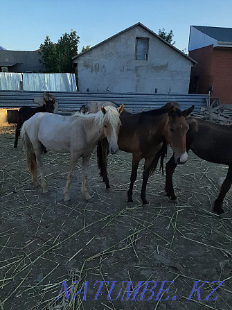 Продам годовалых лошадей Атырау - изображение 1