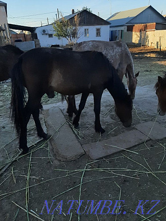 Продам годовалых лошадей Атырау - изображение 4