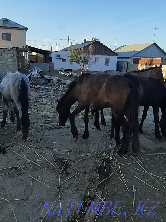 Продам годовалых лошадей Атырау - изображение 7