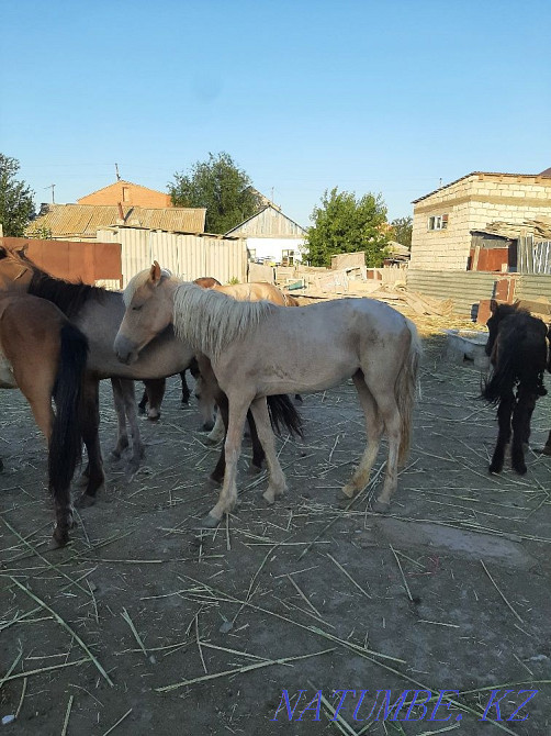 1 жасар жылқылар сатылады  Атырау - изображение 6
