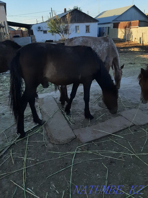 1 жасар жылқылар сатылады  Атырау - изображение 4