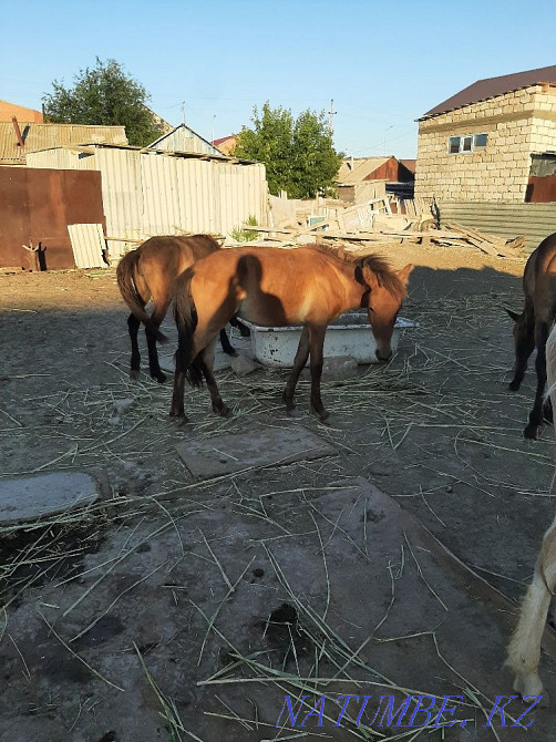 1 жасар жылқылар сатылады  Атырау - изображение 3