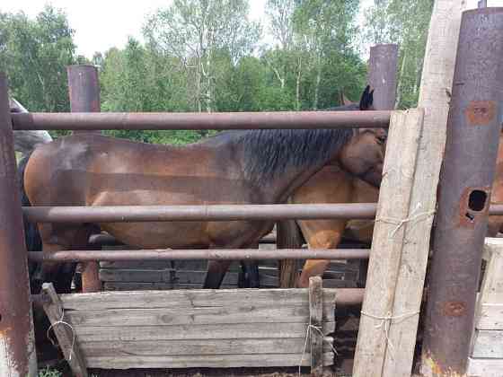 Продам лошадь (бие) Stepnogorskoye