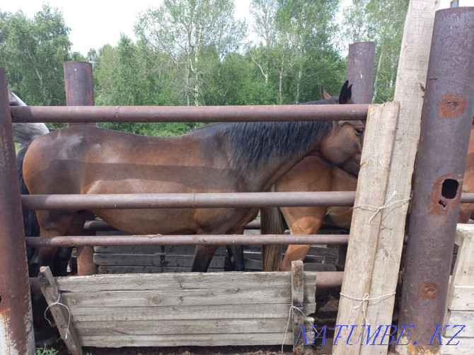 I will sell a horse (biy) Stepnogorskoye - photo 1