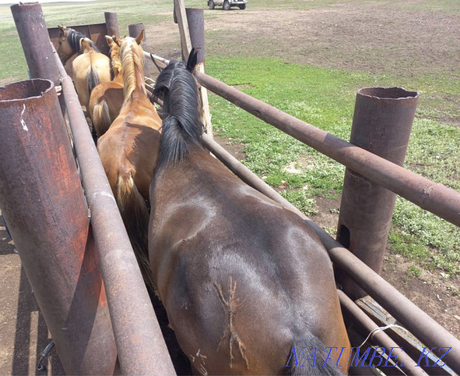 I will sell a horse (biy) Stepnogorskoye - photo 3