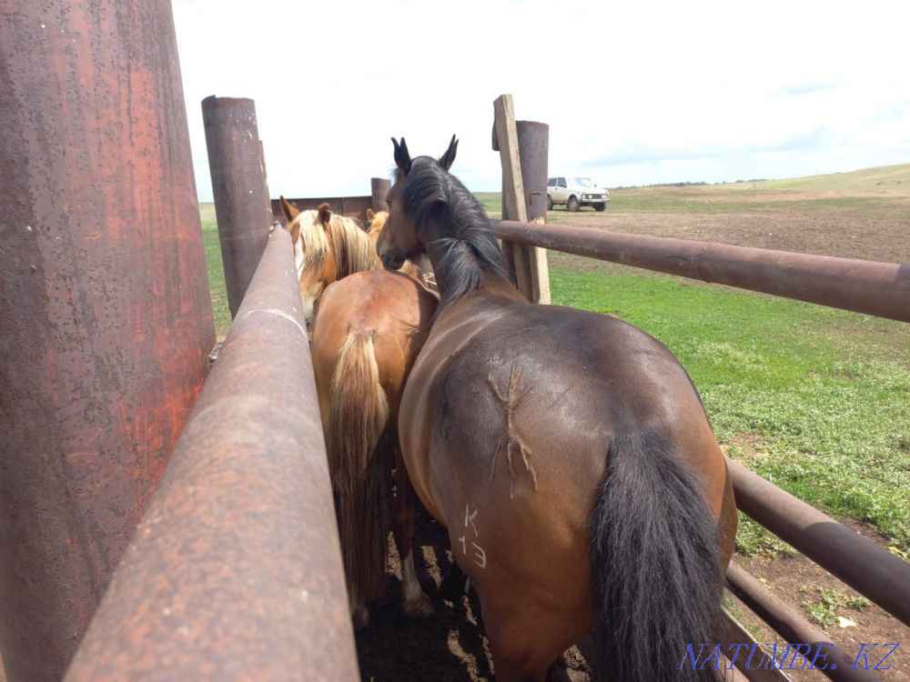 I will sell a horse (biy) Stepnogorskoye - photo 2