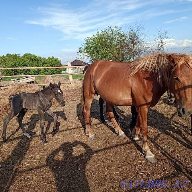 Selling horses for breeding Petropavlovsk - photo 4