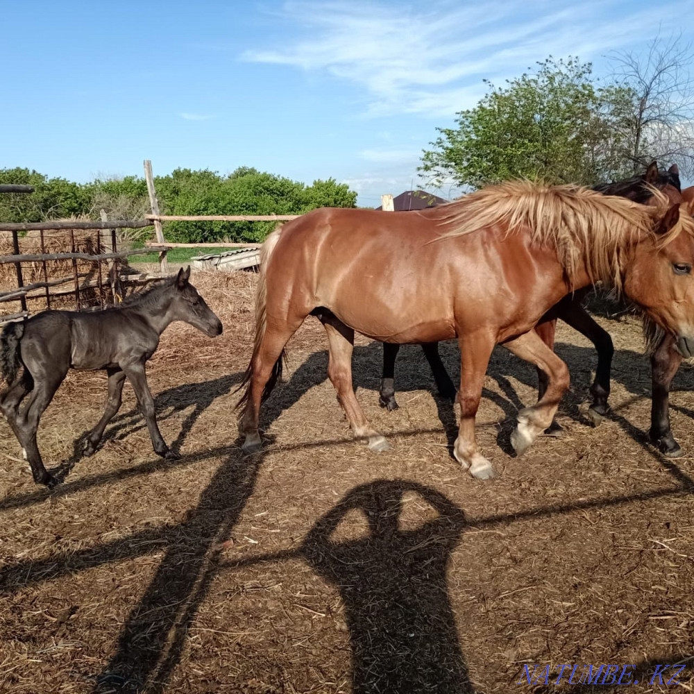 Selling horses for breeding Petropavlovsk - photo 3