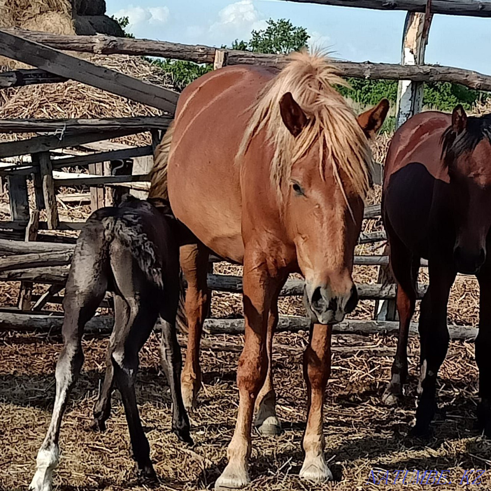 Selling horses for breeding Petropavlovsk - photo 5