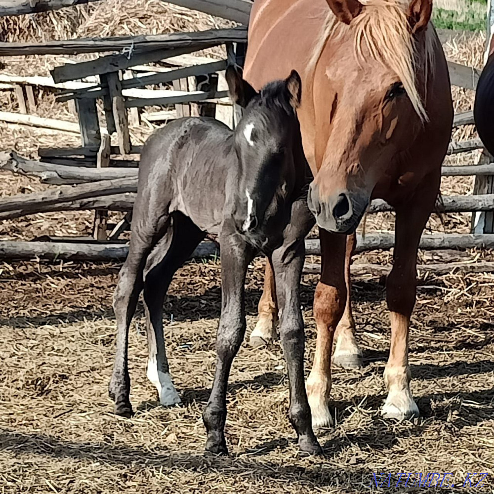 Selling horses for breeding Petropavlovsk - photo 2