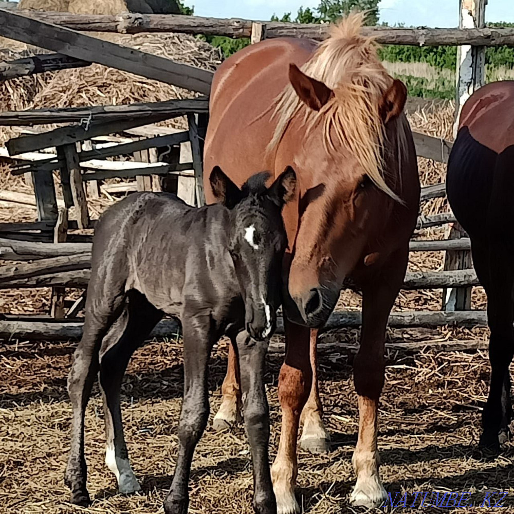 Selling horses for breeding Petropavlovsk - photo 1