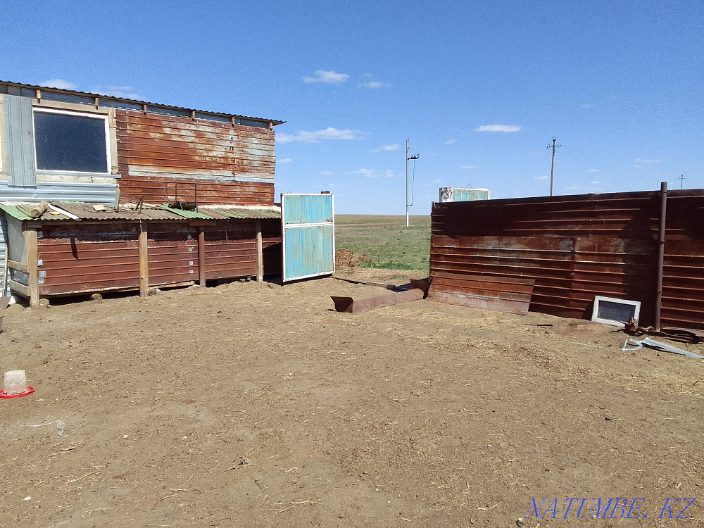 Обмен на лошадей или баранов Костанай - изображение 4