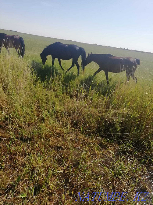 well-fed horses for sale Kostanay - photo 1