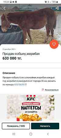 Продам лошадь 700.000тг жеребую лошадь Петропавловск