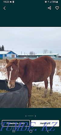 I will sell a horse 700.000tg a foal horse Petropavlovsk - photo 1