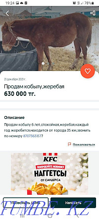 Продам лошадь 700.000тг жеребую лошадь Петропавловск - изображение 2