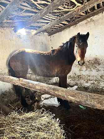 Продам лошадь Pavlodar