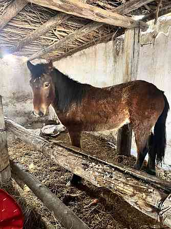 Продам лошадь  Павлодар 