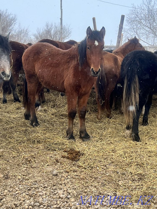 Продам лошадь Павлодар - изображение 3