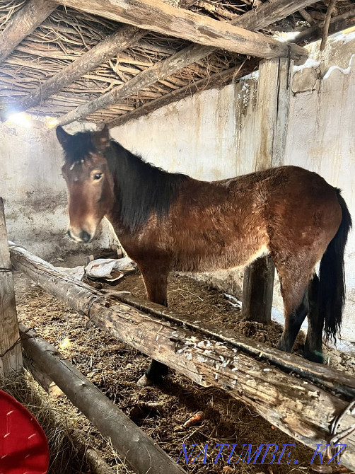 Продам лошадь Павлодар - изображение 2