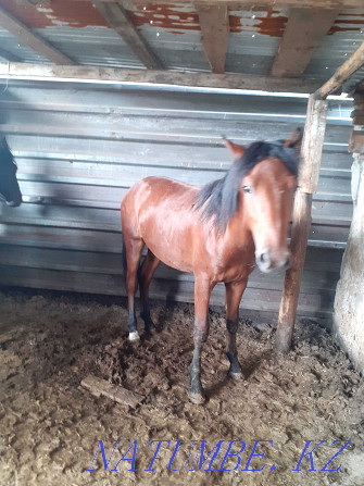Sell fattening horses Pavlodar - photo 4