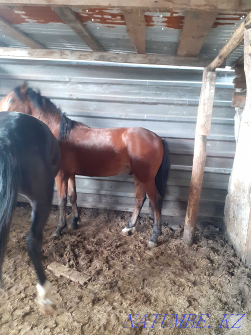 Sell fattening horses Pavlodar - photo 5