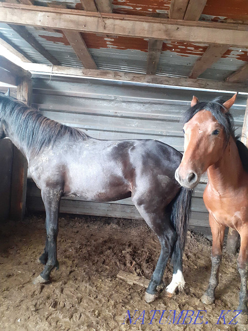 Sell fattening horses Pavlodar - photo 6