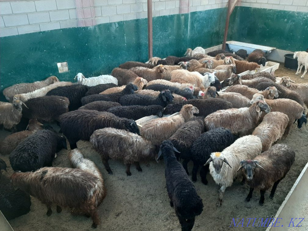 Koi tokty tusak koshkar ram sheep Kyzylorda - photo 3