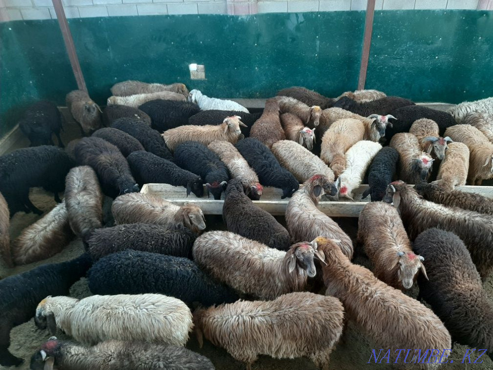 Koi tokty tusak koshkar ram sheep Kyzylorda - photo 1