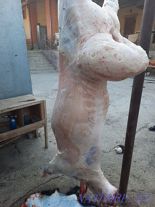 Koi tokty tusak koshkar ram sheep Kyzylorda - photo 4