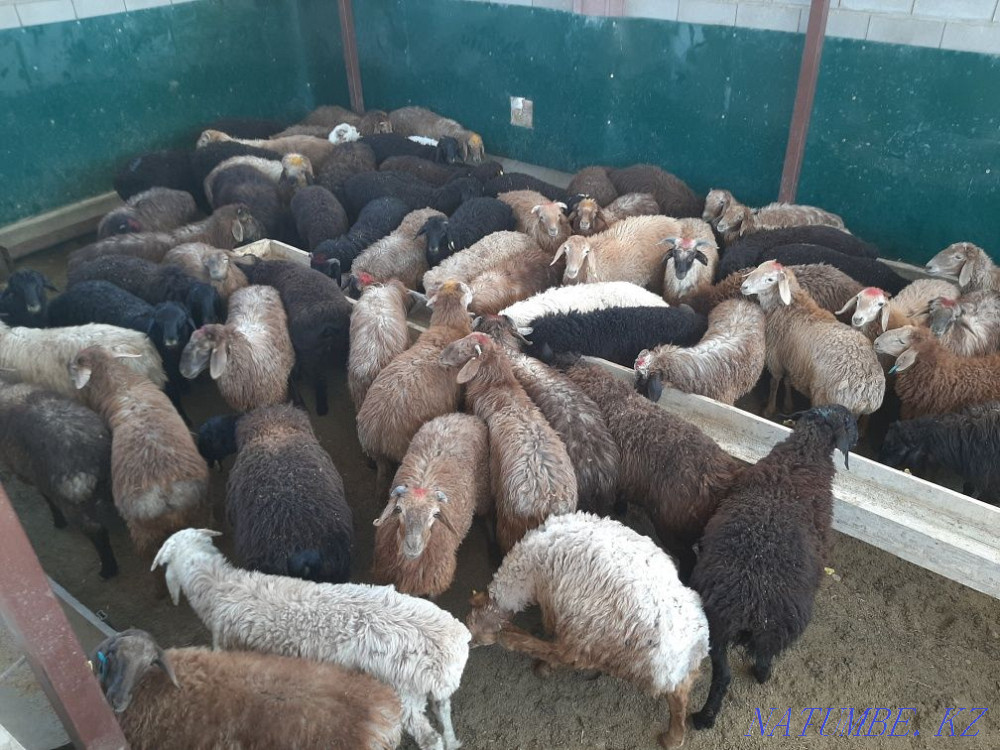 Koi tokty tusak koshkar ram sheep Kyzylorda - photo 2
