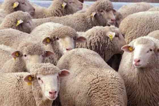 бараны овцы продаю жирные  Алматы