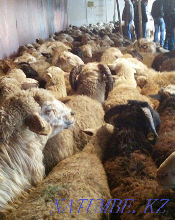 rams sheep sell fat Almaty - photo 2
