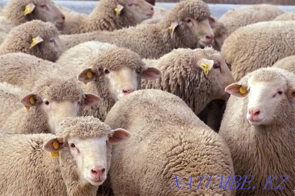 бараны овцы продаю жирные Алматы - изображение 3