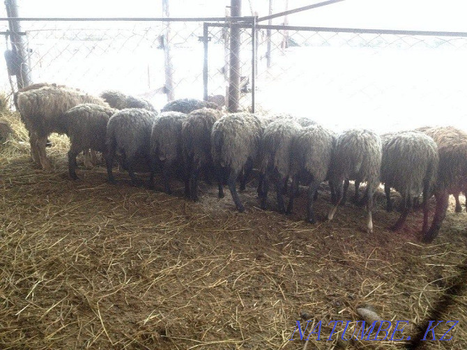 rams sheep sell fat Almaty - photo 1