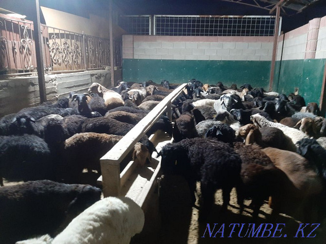 Koy tokty tusak koshkar ram sheep Kyzylorda - photo 2