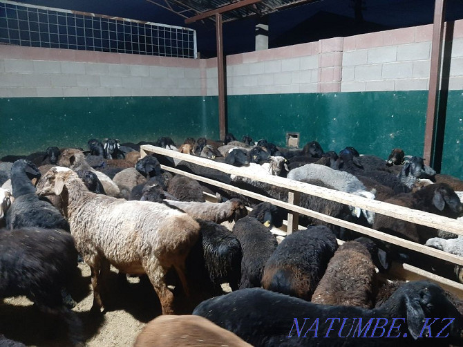 Koy tokty tusak koshkar ram sheep Kyzylorda - photo 4