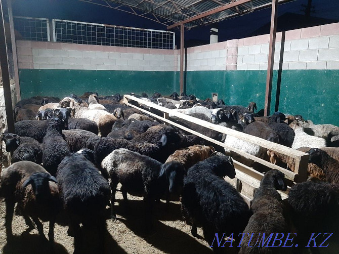 Koy tokty tusak koshkar ram sheep Kyzylorda - photo 1