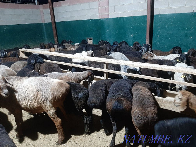 Koy tokty tusak koshkar ram sheep Kyzylorda - photo 3