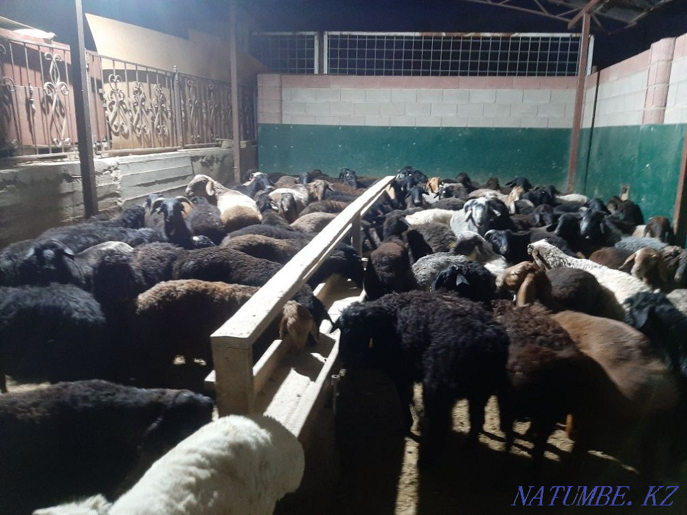 Koy tokty tusak koshkar ram sheep Kyzylorda - photo 2