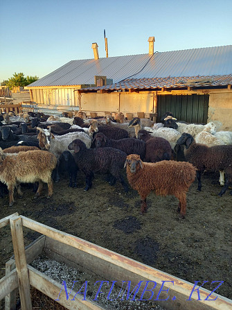 Овцы жирный на мясо  - изображение 3